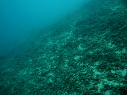 gilit (14)